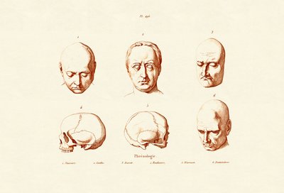 Phrenologie von French School